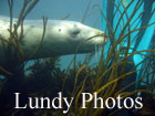 seal